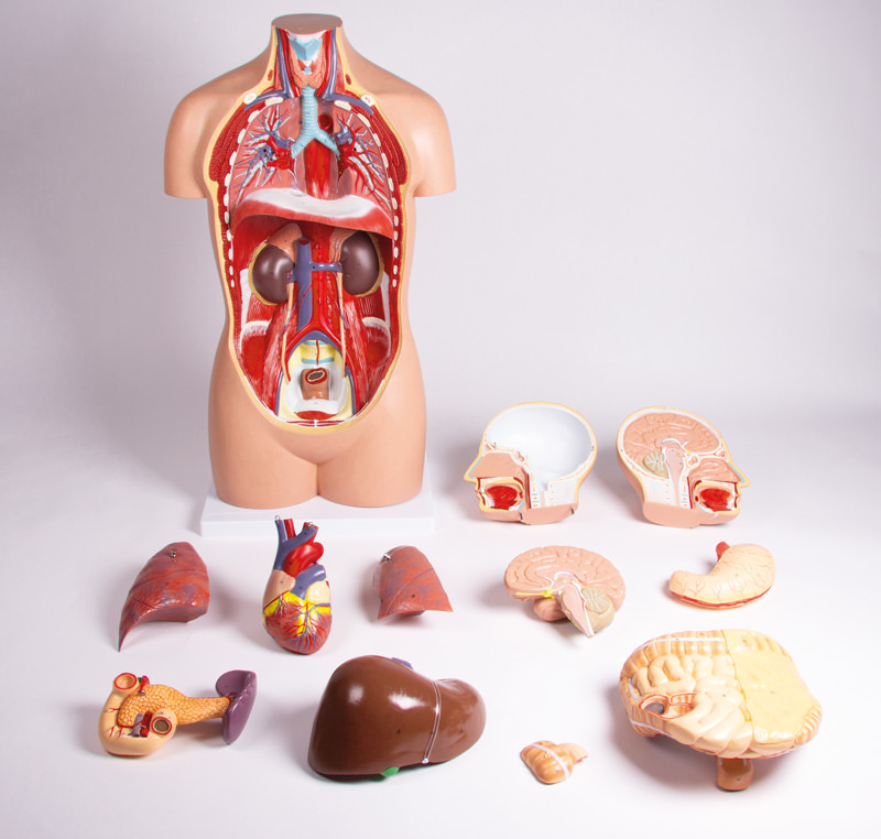 Torso, geschlechtslos, 12 Teile Torso, geschlechtslos, 12 Teile