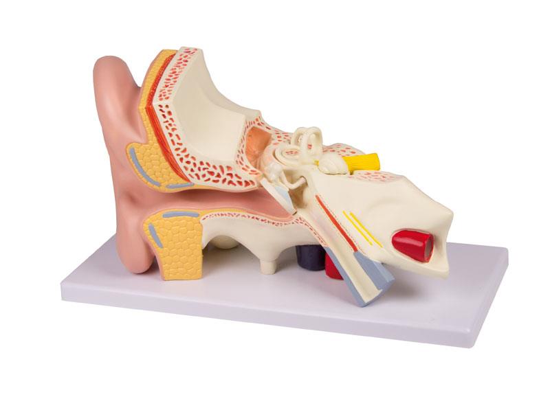 Ohrmodell, 3-fache Größe, 4 Teile - EZ Augmented Anatomy Ohrmodell, 3-fache Größe, 4 Teile - EZ Augmented Anatomy