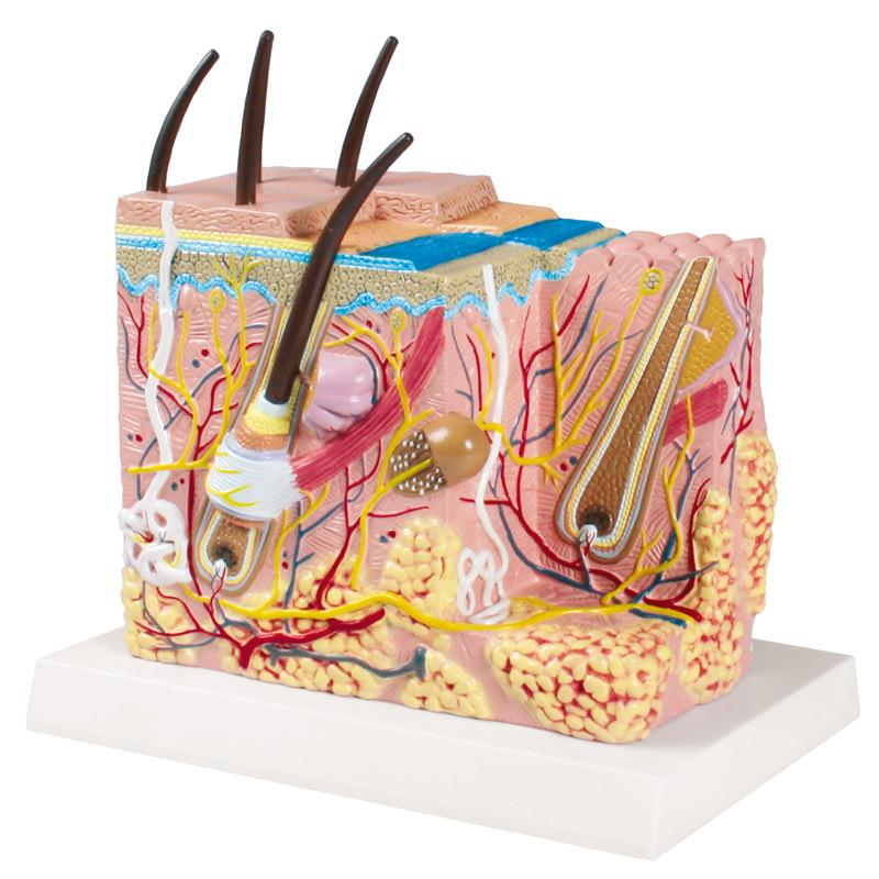 Haut Blockmodell - EZ Augmented Anatomy Haut Blockmodell - EZ Augmented Anatomy