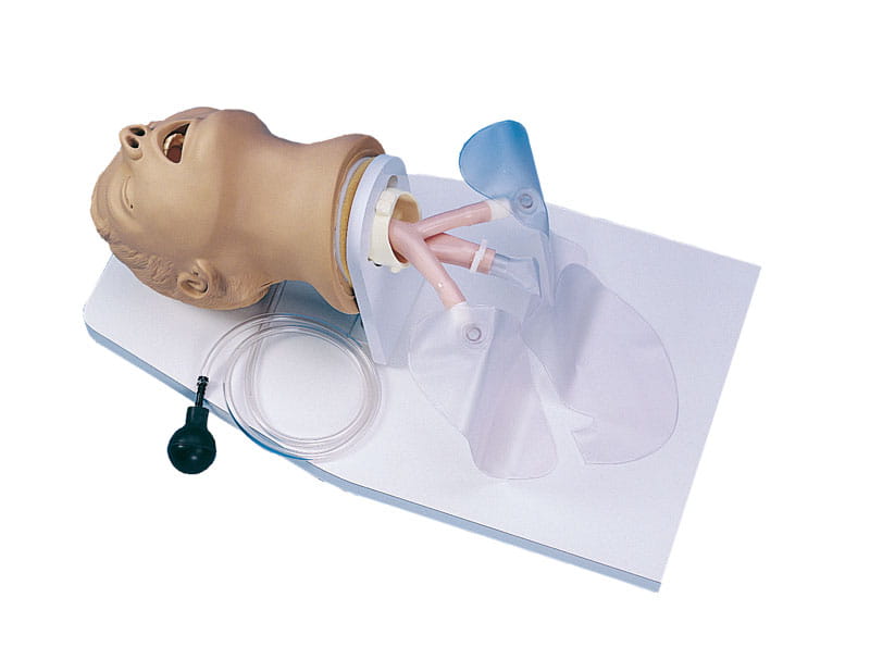 Intubationstrainer Erwachsener Intubationstrainer Erwachsener