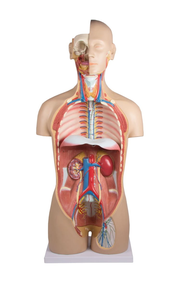 Torso mit geöffnetem Rücken, 27-teilig, zweigeschlechtig Torso mit geöffnetem Rücken, 27-teilig, zweigeschlechtig