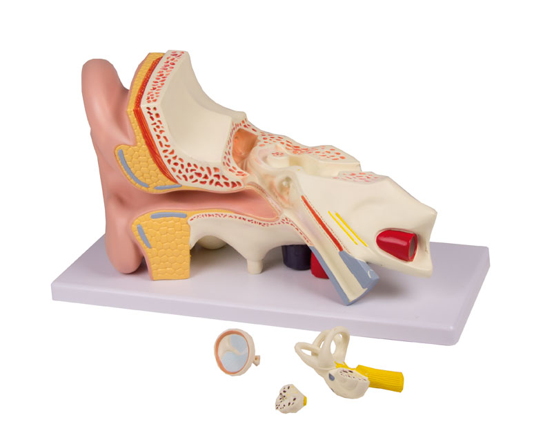 Ohrmodell, 3-fache Größe, 4 Teile - EZ Augmented Anatomy Ohrmodell, 3-fache Größe, 4 Teile - EZ Augmented Anatomy