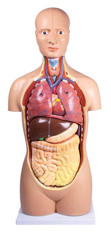 Torso, geschlechtslos, 12 Teile Torso, geschlechtslos, 12 Teile